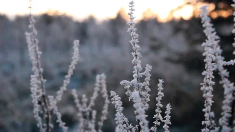 Frost on plants as sun sets Stock Footage 225691396
