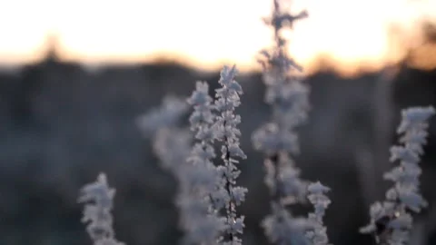 Frost on plants as sun sets Stock Footage 225691407