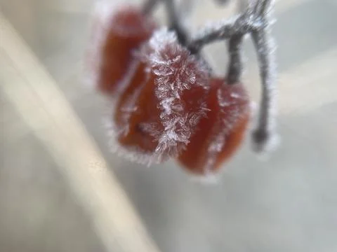 Frost on plants in winter 库存照片