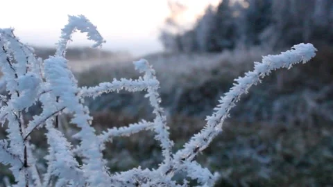 Frost on plants as winter sun is setting Stock Footage 225691271