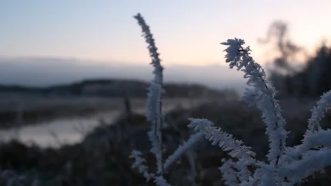 Frost on plants as winter sun is setting Stock Footage 225691318