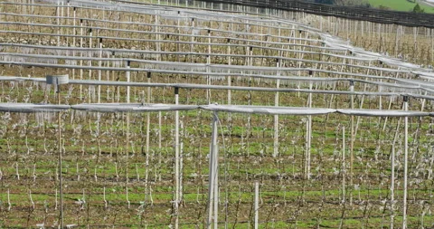 Frost protection on Apple trees after freezing night in spring. Video stock 229915265