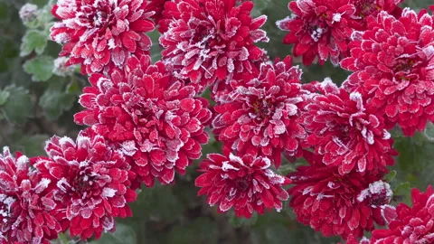 Frost on red flowers Stock Footage 297492581