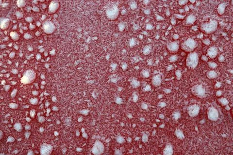 Frost on the red surface. Stock Photos