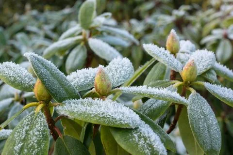 Frost on Rhododendron Stock Photos