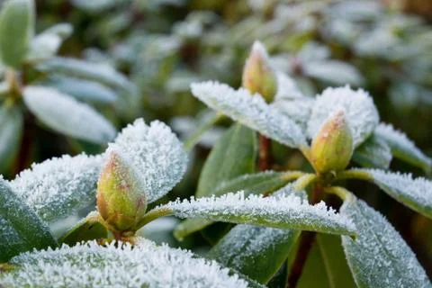 Frost on Rhododendron Stock Photos