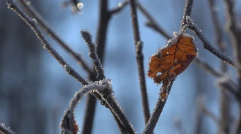 Frost Rimed Dead Leaf in Winter on Alder Twig Parallax Slide Right 4 Stock-Footage 48509639