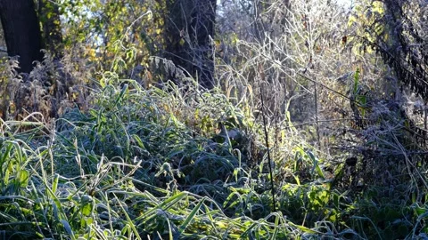Frost in a riverside forest 库存影片 143636168