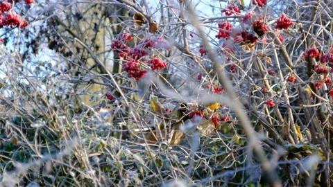 Frost in a riverside forest Stock Footage 143636261