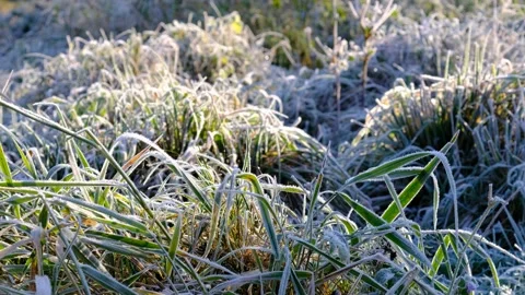 Frost in a riverside forest 库存影片 143636358