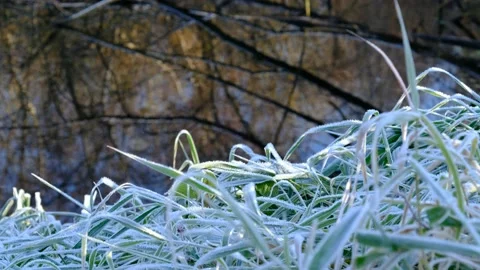 Frost in a riverside forest Stock Footage 143636707