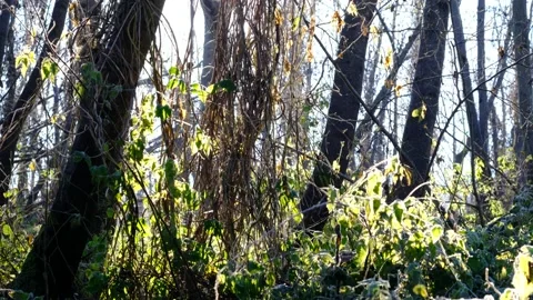 Frost in a riverside forest Stock Footage 143636808