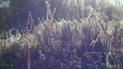 Frost in a riverside forest Stock Footage 143636892