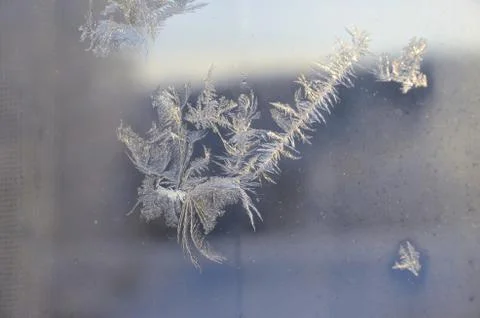 Frost rose Stock Photos