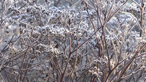 Frost on shrub Stock-Footage 71974766