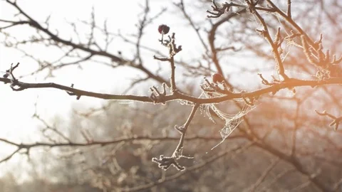 Frost Spider Webs on Tree Early Morning Видео 89734048