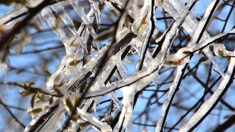 Frost in the spring. Spring tree covered with ice. Stock Footage 74597725