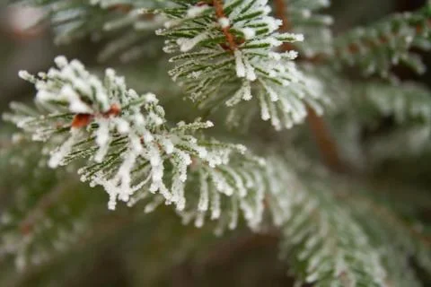 Frost spruce Stock Photos