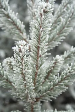 Frost spruce Stock Photos