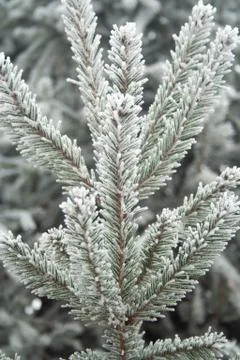 Frost spruce Stock Photos