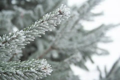 Frost spruce Stock Photos