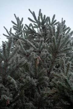 Frost spruce Stock Photos