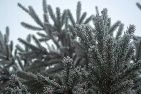 Frost spruce Stock Photos