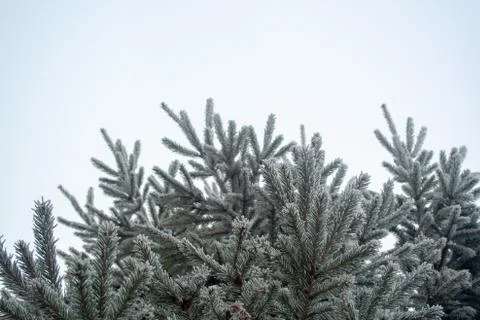 Frost spruce Stock Photos