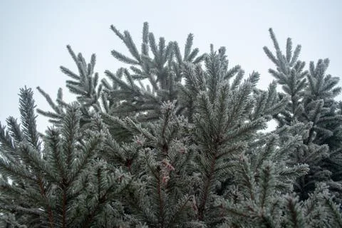 Frost spruce Stock Photos