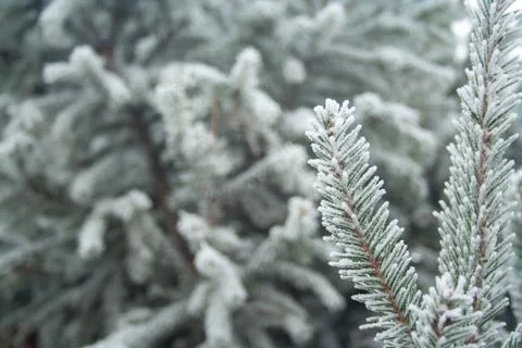 Frost spruce Stock Photos