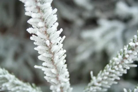 Frost spruce Stock Photos