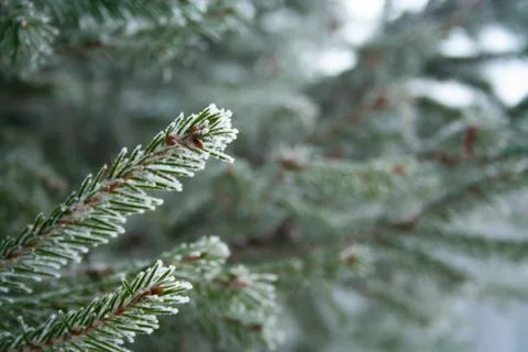 Frost spruce Stock Photos