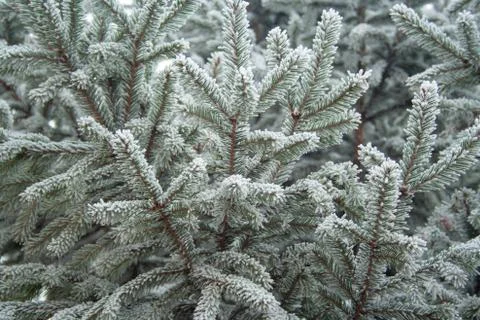 Frost spruce Stock Photos