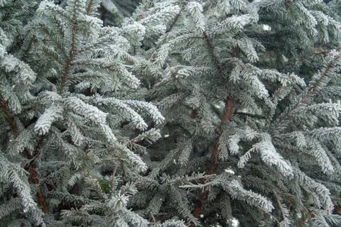 Frost spruce Stock Photos