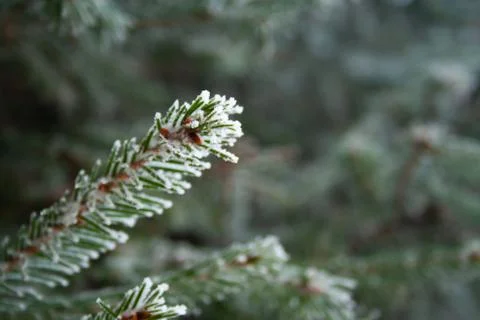 Frost spruce Stock Photos