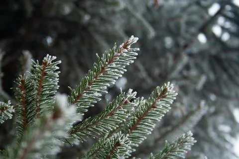 Frost spruce Stock Photos
