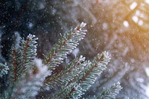 Frost spruce Stock Photos