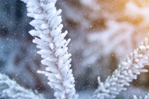 Frost spruce Stock Photos