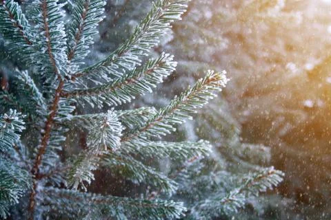 Frost spruce Stock Photos