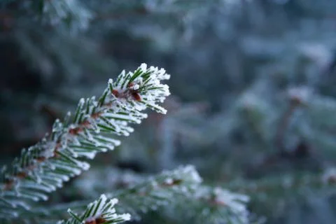 Frost spruce Stock Photos