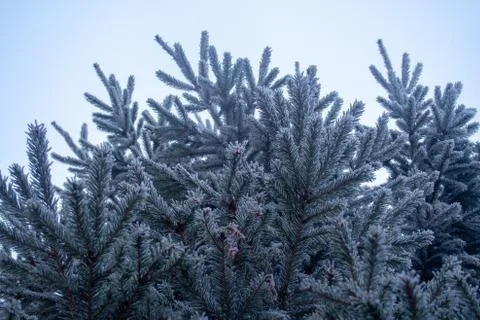 Frost spruce Stock Photos