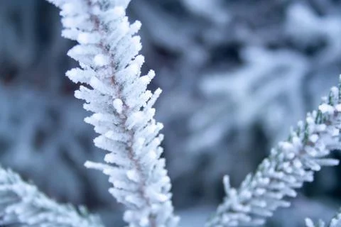 Frost spruce Stock Photos