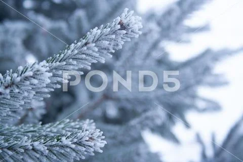 Frost spruce Stock Photos