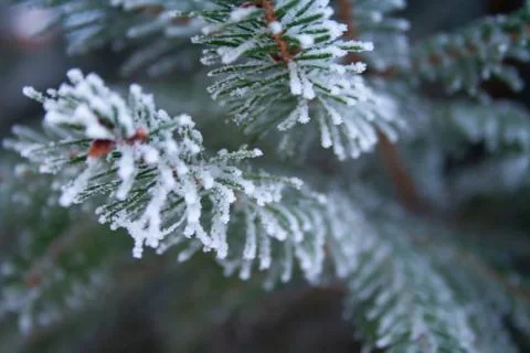 Frost spruce Stock Photos
