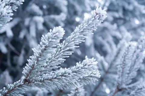 Frost spruce Stock Photos