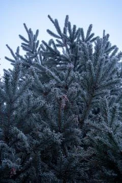 Frost spruce Stock Photos