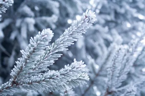 Frost spruce Stock Photos