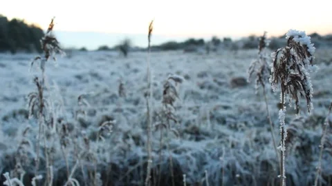 Frost on swaying grass Stock Footage 225690760