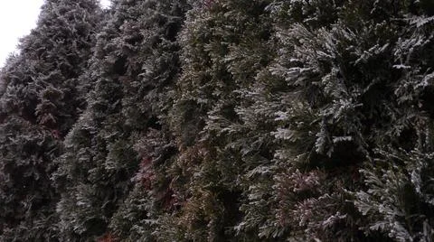 Frost on tall trees Foto stock