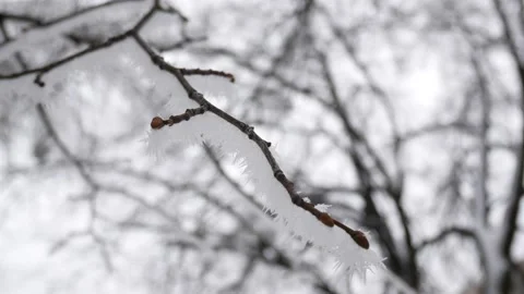 Frost on a tree branch in winter. snowy winter Stock Footage 197351868